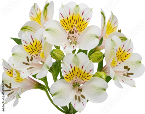 A delicate arrangement of white alstroemeria flowers on transparent background