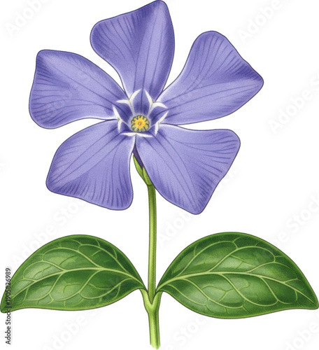 Detailed illustration of a periwinkle flower with green leaves on transparent background