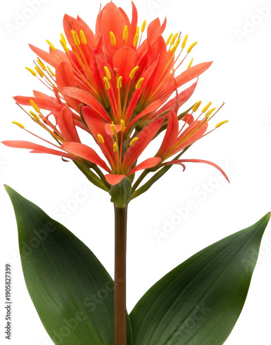 A vibrant red clivia flower with detailed petals on transparent background