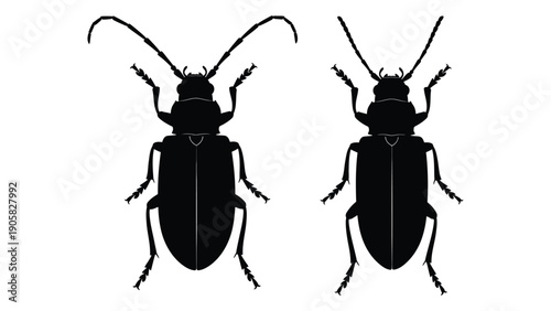 Two black beetles standing side by side on a white background Vector