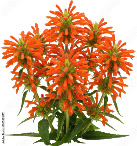 A vibrant cluster of orange bee balm flowers isolated on transparent background