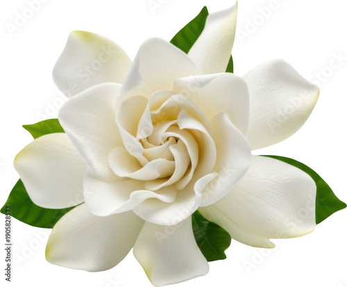 A pristine white gardenia flower with detailed petals on transparent background