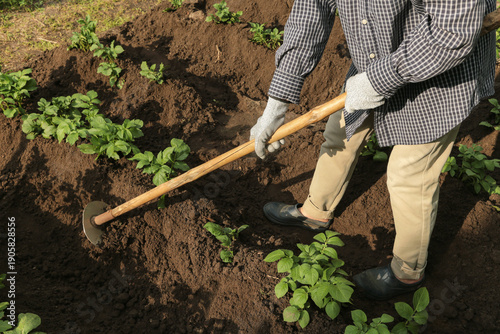 Photography Growing organic potato plant in soil ground in garden