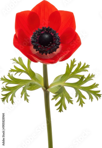 A vibrant red anemone flower with delicate leaves on transparent background