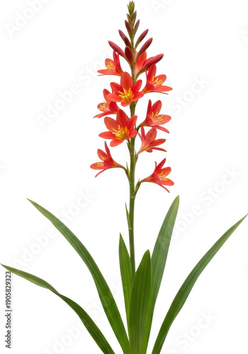 A vibrant red crocosmia flower stem with green leaves on transparent background