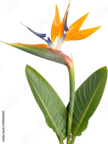 A vibrant bird of paradise flower with lush green leaves on transparent background