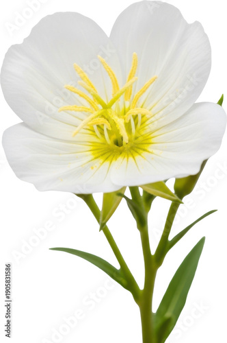 Close up of a delicate white evening primrose flower on transparent background