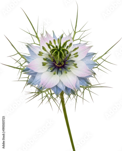 Delicate nigella damascena flower with spiky petals on transparent background