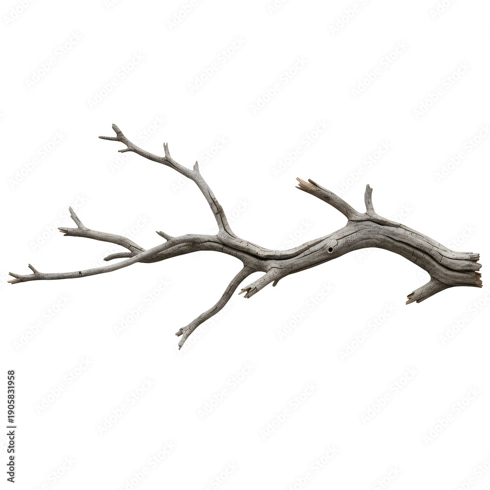 Fototapeta premium Dry tree branch