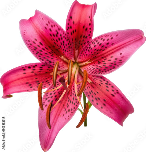 A vibrant pink stargazer lily flower with speckled petals on transparent background
