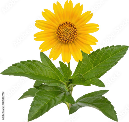 A vibrant yellow sunflower bloom with green leaves on transparent background