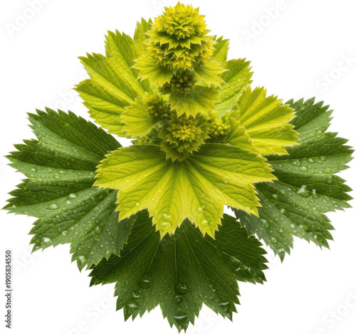 Fresh green wolfsbane flower with water droplets on transparent background
