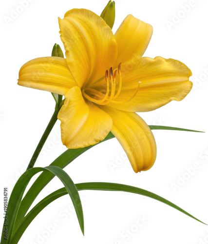 A vibrant yellow daylily bloom with green stem on transparent background