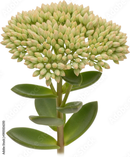 A detailed illustration of a sedum flower cluster on transparent background