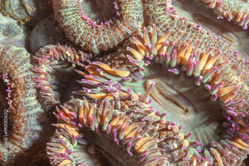 Photography Beautiful colonial green sea anemones cluster on a reef in Southern California’s Channel Islands, feeding on small invertebrates