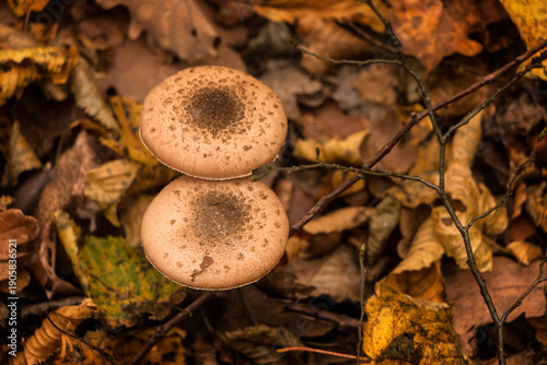 Valokuva two close-up mushrooms in the autumn forest against the background of fallen leaves