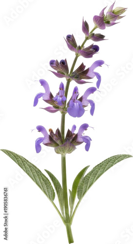A detailed image of purple salvia blossoms and green leaves on transparent background
