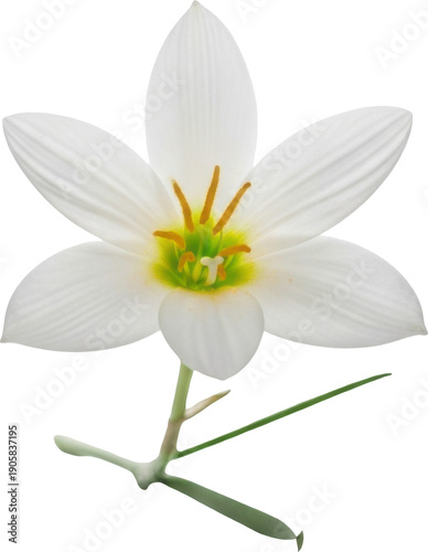 A detailed white starflower with yellow stamens on transparent background