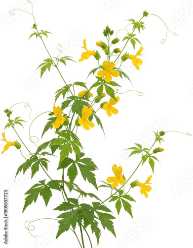 A delicate spray of yellow flowers and green foliage on transparent background