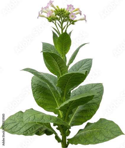 Detailed illustration of flowering tobacco plant with lush green leaves on transparent background