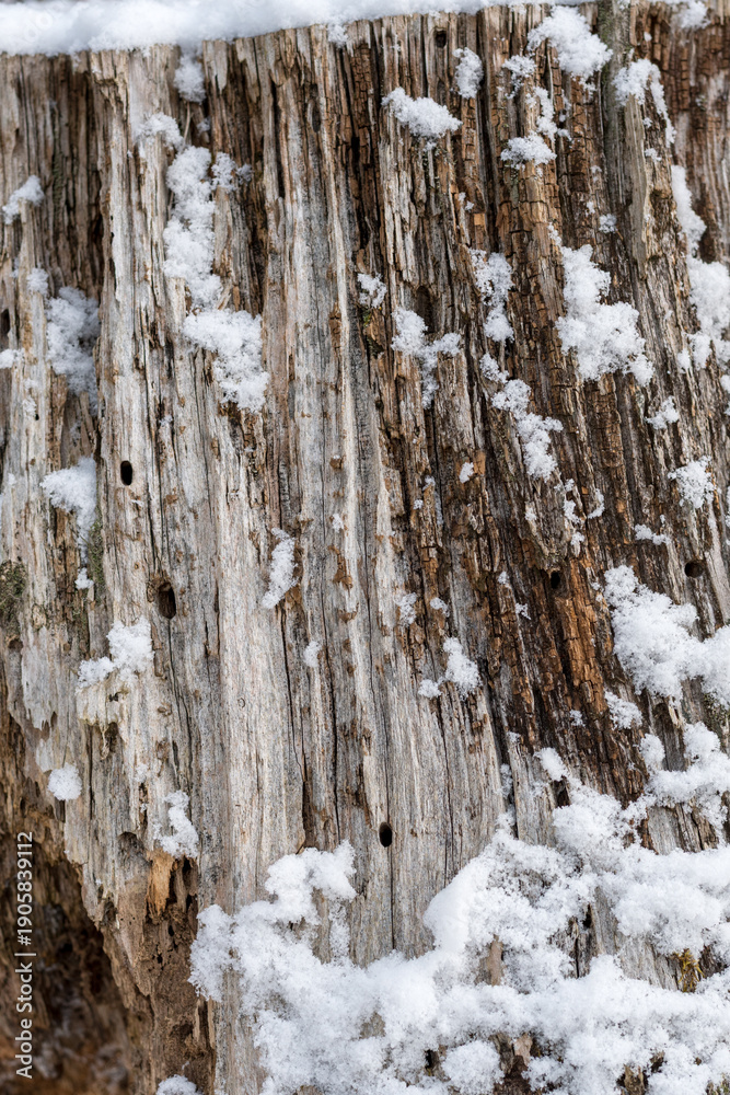 Obraz premium Close up texture of an old weathered tree trunk with insect holes covered in fresh white snow in winter. Deep natural wood grain and bark patterns in a mountain forest during the cold snowy season.