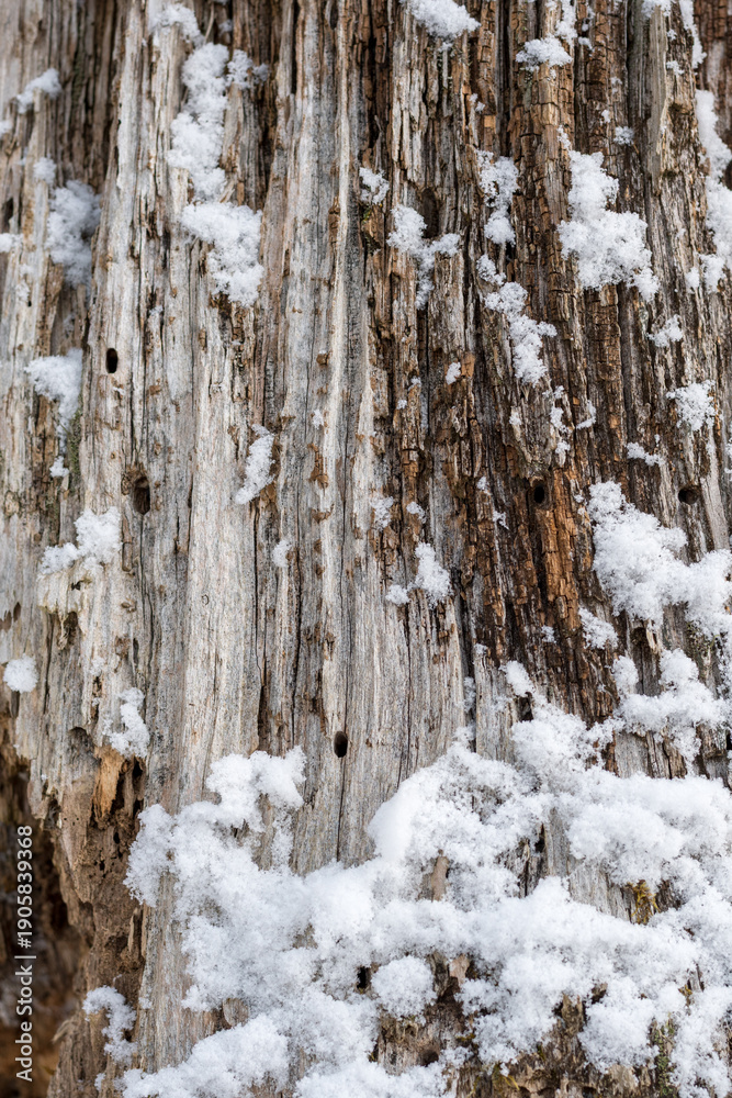 Obraz premium Close up texture of an old weathered tree trunk with insect holes covered in fresh white snow in winter. Deep natural wood grain and bark patterns in a mountain forest during the cold snowy season.