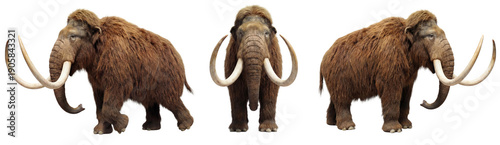 Canvas Print Woolly mammoth isolated on transparent background (PNG)