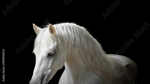 portrait of a white horse