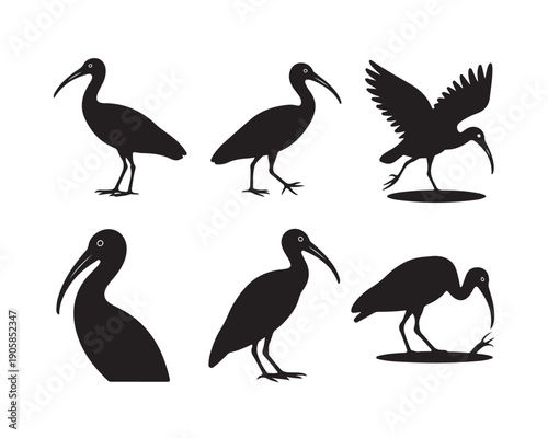 Ibis bird silhouettes vector collection wading shore birds standing flying and feeding poses tropical wildlife fauna detailed profile graphics and nature elements