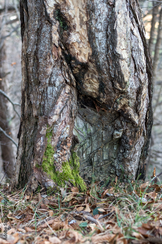 Fototapeta premium Detailed texture of a pine tree trunk with resin extraction cuts and green moss. Close up of old weathered bark with natural wood grain and sap in a forest, organic mountain botanical background.