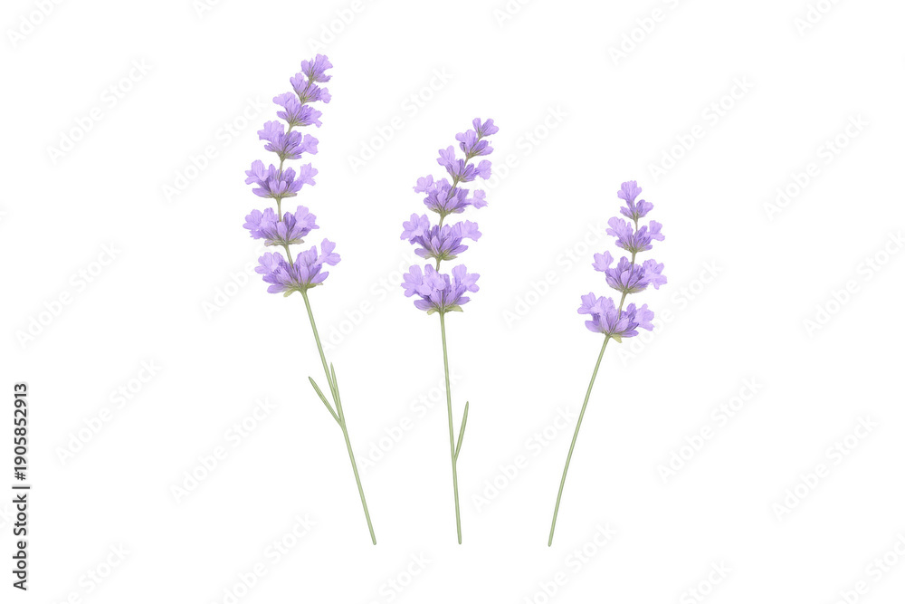Fototapeta premium Lavender flower sprigs illustrating natural herbal aromatherapy and botanical elements with purple blossoms
