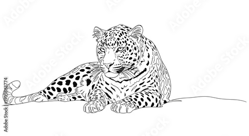 leopard line art illustration
