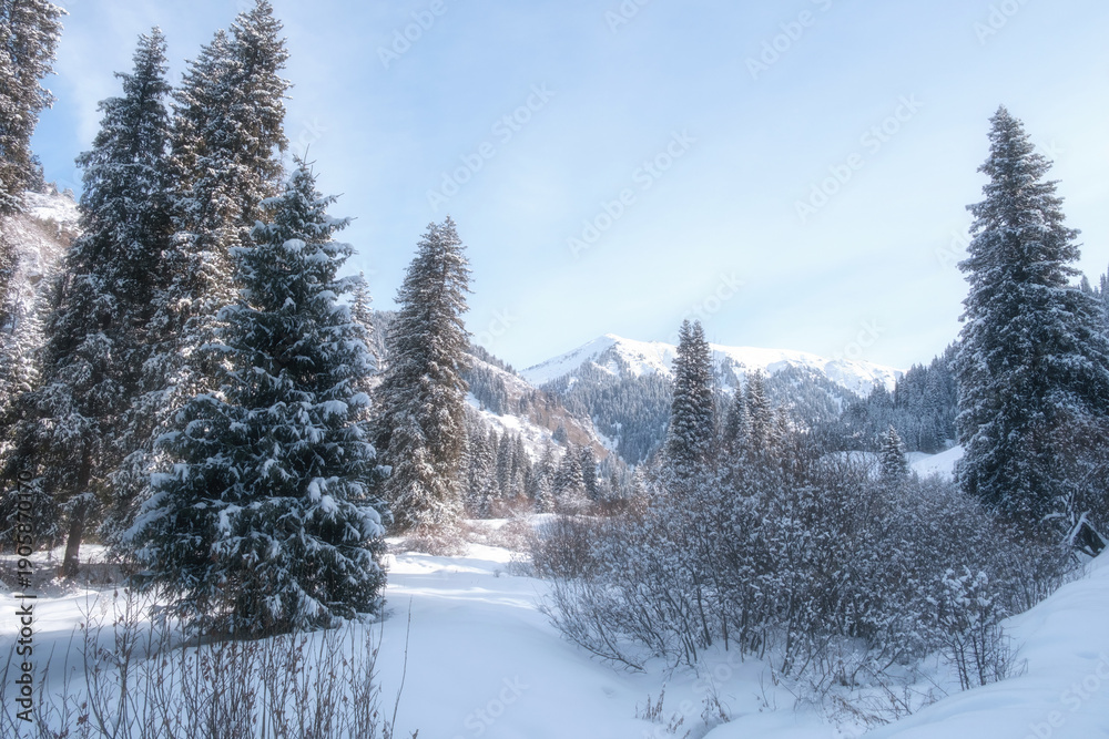 Obraz premium an impressive winter mountain landscape. Tall snow-covered fir trees and shrubs in the foreground frame a view of a mountain peak in the background under a clear blue sky. 