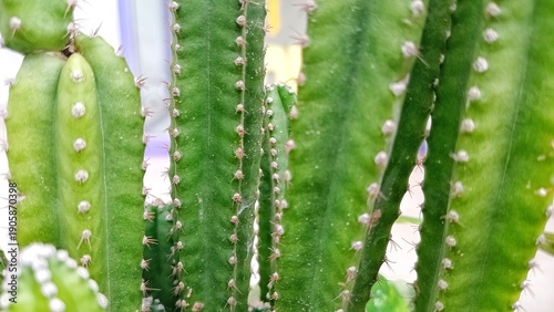 green grass with water drops. Cactus