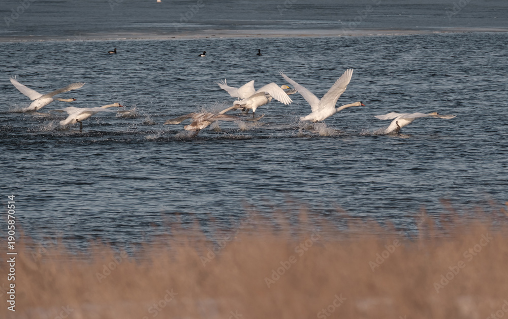 Ταπετσαρία A group of hissing swans, Cygnus olor, taking off from the surface of a lake or river
