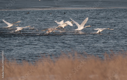 Φωτογραφία A group of hissing swans, Cygnus olor, taking off from the surface of a lake or river