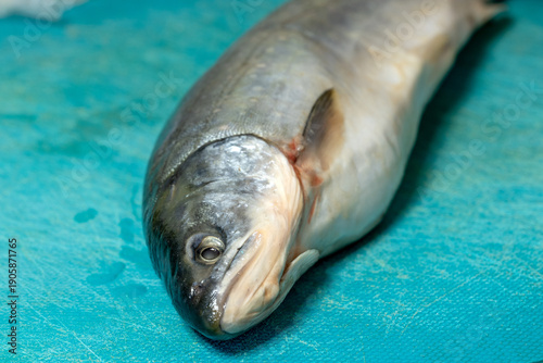 Konstfotografi Fresh fish lies on a cutting board.