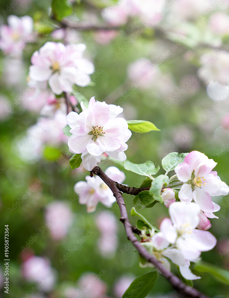 Obraz premium Apple tree branch covered with delicate spring blossom in soft natural light. Fresh pink and white bloom with green leaf. Selective focus.