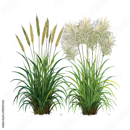 Wild grass plants with golden wheat-like heads, green leaves