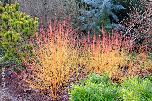 Yellow and red stems of Cornus sanguinea, dogwood 'Midwinter Fire’.