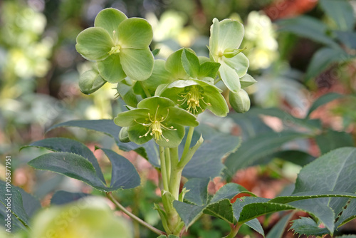 Green Helleborus argutifolius, holly leaved hellebore, or lenten rose in flower.