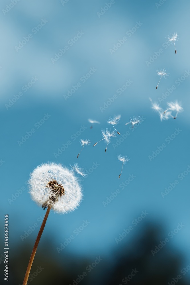 Obraz premium Close-up of dandelion seeds blowing in the wind against blue sky