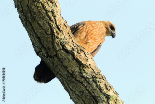 Фотография Chick eagle roost in the on top trunk