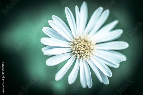 Nature Photography