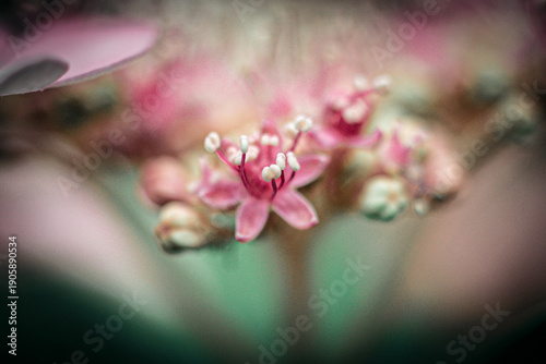 Nature Photography