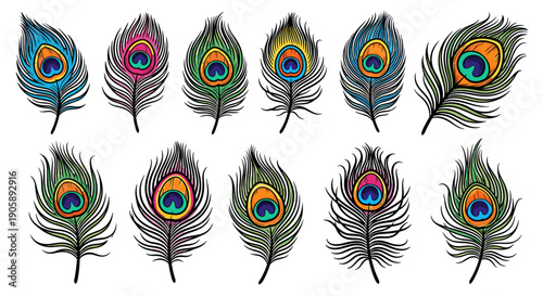 Collection of colorful peacock feathers with vibrant eye patterns