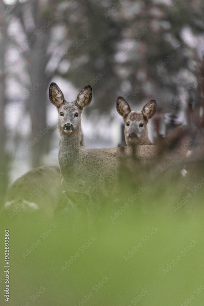 Obraz premium Reh - Rehe im Gras
