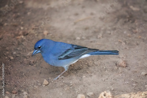 Tenerife blue chaffinch Fringilla teydea endemic to Tenerife, Canary Islands, spain