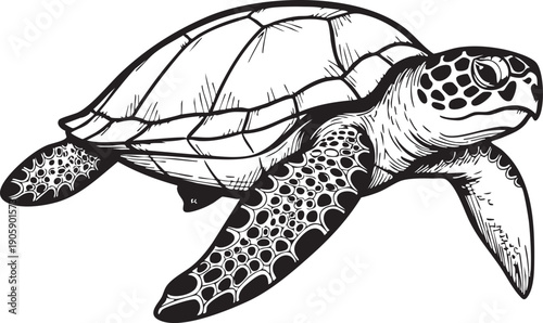 Sea turtle illustration