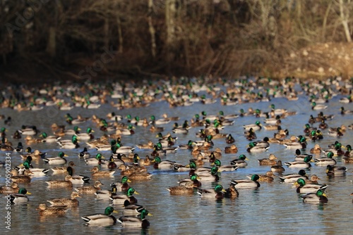 Wallpaper Mural Anatre Torontodigital.ca